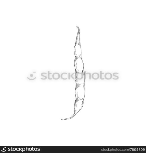 Pod of beans and seeds isolated monochrome sketch. Vector legume organic vegetarian food. Bean or pea pod vegetable, isolated legume