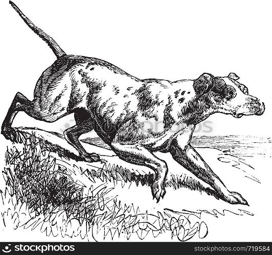 Pointer or English Pointer or Canis lupus familiaris, vintage engraving. Old engraved illustration of a Pointer.