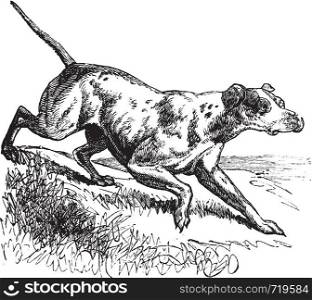 Pointer or English Pointer or Canis lupus familiaris, vintage engraving. Old engraved illustration of a Pointer.
