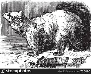 Polar bear (Ursus maritimus), vintage engraved illustration. Trousset encyclopedia (1886 - 1891).