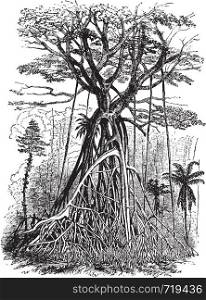 Polyalthia tree forests of Malaysia, vintage engraved illustration. Le Tour du Monde, Travel Journal, (1872).