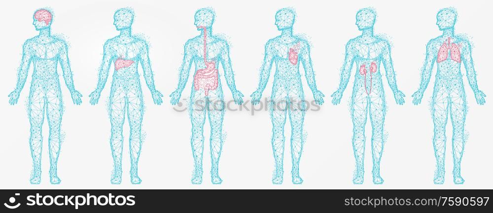 Polygonal human profiles vector, set of isolated bodies with colored body parts. Liver and kidney, lungs and brain, digestive system, silhouettes in blue. Polygonal Human Profiles of Person Isolated Set