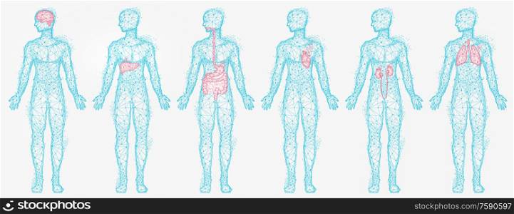 Polygonal human profiles vector, set of isolated bodies with colored body parts. Liver and kidney, lungs and brain, digestive system, silhouettes in blue. Polygonal Human Profiles of Person Isolated Set
