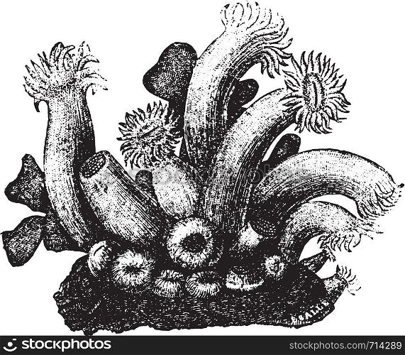 Polyps kind astroid., vintage engraved illustration. Natural History of Animals, 1880.
