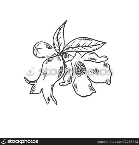 Pomegranate flower hand drawn sketch. Pomegranate inflorescence vintage. Fruit tree blossom isolated vector illustration. Pomegranate flower hand drawn sketch