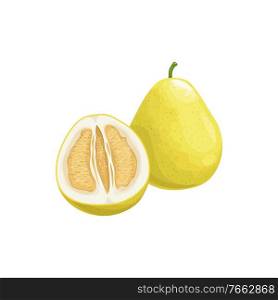 Pomelo fruit, tropical exotic citrus, vector isolated food icon. Pomelo, pummelo or shaddock fruits half cut and whole, tropic farm juicy exotic fruits harvest, sweet fruity dessert. Pomelo fruit, tropical exotic citrus fruits food