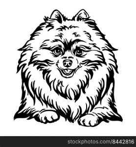 Pomeranian dog black contour portrait. Dog head in front view vector illustration isolated on white. For decor, design, print, poster, postcard, sticker, t-shirt, cricut,tattoo and embroidery. Pomeranian dog vector head black contour portrait
