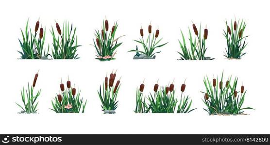 Pond reed. Cartoon green sw&and river plant, water weed with foliage. Vector lake botany graphic template, isolated set. Riverside vegetation with flower blossom and stones, wild nature. Pond reed. Cartoon green sw&and river plant, water weed with foliage. Vector lake botany graphic template, isolated set