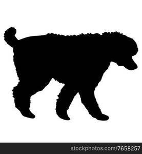 Poodle dog black silhouette on white background.. Poodle dog black silhouette on white background