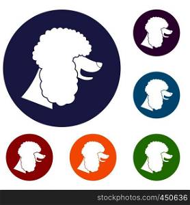 Poodle dog icons set in flat circle reb, blue and green color for web. Poodle dog icons set