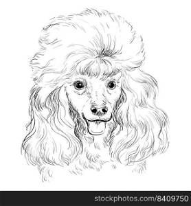 Poodle hand drawing dog vector isolated illustration on white background. Cute funny dog looking into the camera. Realistic dog. For print, design, T-shirt, sublimation, decor, coloring, poster, card. Poodle hand drawing dog vector isolated illustration
