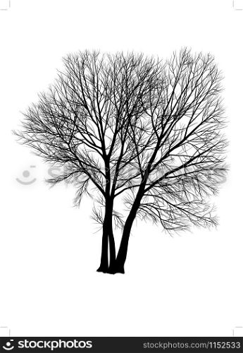 Poplar tree, three trees