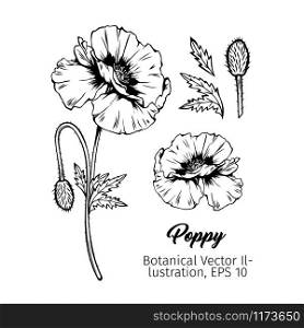 Poppies flower botanical vector sketches set. Summer blooming honey plant black and white hand drawn illustration. Monochrome floral engraving with name. Wildflower blossom and buds sketched outline. Poppies botanical black ink sketches set