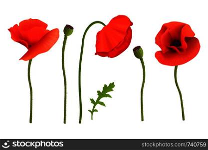 Poppies flowers and Stems. Wallpaper picture. Remembrance Day. For aromatherapy, wrapping, postcards, packaging, cards, perfumery cosmetics flowers frame template web label tags. Poppies flowers and Stems. Wallpaper picture. Remembrance Day. For aromatherapy