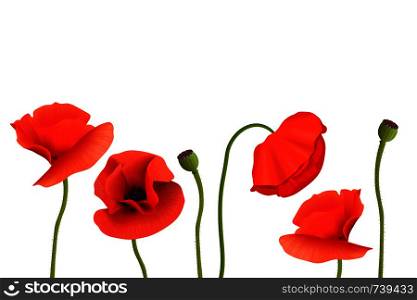 Poppies Stems and flowers on bottom. Copy space, Remembrance Day. For aromatherapy, postcards, packaging, cards, perfumery, cosmetics. flowers frame postcard template. Poppies Stems and flowers on bottom. Copy space, Remembrance Day. flowers frame, postcard template