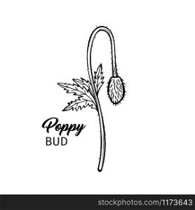 Poppy bud black and white vector sketch. Young field wildflower with title, calligraphy inscription. Summertime plant monochrome engraving. Opium containing flora. Botanical poster design element. Poppy bud freehand black ink sketch