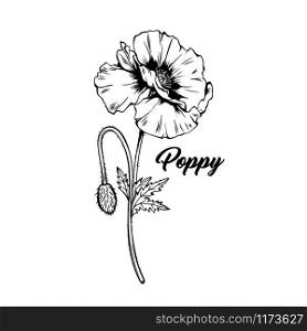 Poppy flower hand drawn vector illustration. Summer blooming honey plant black and white sketch. Monochrome floral engraving with calligraphy. Remembrance day symbol. Postcard, poster design element. Poppy blossom with bud black ink illustration