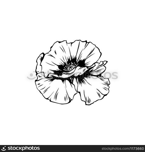 Poppy flower hand drawn vector illustration. Summer blooming honey plant black and white sketch. Monochrome floral engraving with calligraphy. Remembrance day symbol. Postcard, poster design element. Poppy blossom with bud black ink illustration