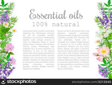 Popular essential oil plants label set. badge with text.. Popular essential oil plants label set. badge with text. Peppermint, lavender, sage, melissa, Rose, Geranium, Chamomile, oregano etc For cosmetics spa health care aromatherapy, advertising tag