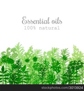 Popular essential oil plants label set in green color. Popular essential oil plants label set in green color Peppermint, lavender, sage, melissa, Rose, Geranium, Chamomile, oregano etc For cosmetics spa health care aromatherapy, advertising, tag