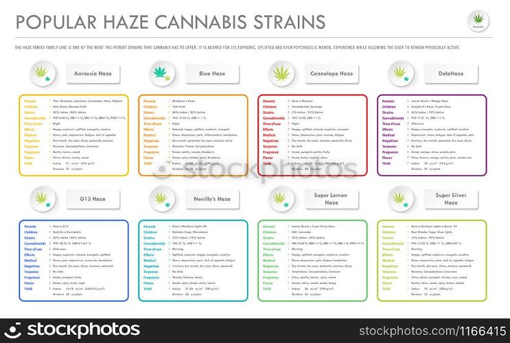 Popular Haze Cannabis Strains horizontal business infographic illustration about cannabis as herbal alternative medicine and chemical therapy, healthcare and medical science vector.