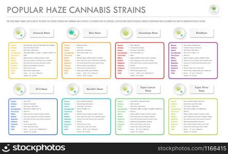 Popular Haze Cannabis Strains horizontal business infographic illustration about cannabis as herbal alternative medicine and chemical therapy, healthcare and medical science vector.