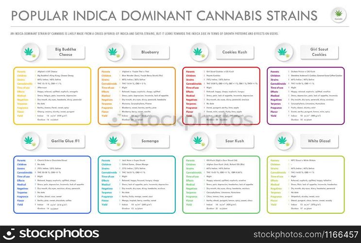 Popular Indica Dominant Strains horizontal business infographic illustration about cannabis as herbal alternative medicine and chemical therapy, healthcare and medical science vector.
