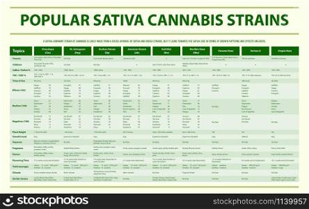 Popular Sativa Cannabis Strains horizontal infographic illustration about cannabis as herbal alternative medicine and chemical therapy, healthcare and medical science vector.