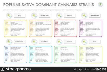 Popular Sativa Dominant Cannabis Strains horizontal business infographic illustration about cannabis as herbal alternative medicine and chemical therapy, healthcare and medical science vector.
