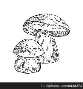 porcini mushroom hand drawn vector. white forest food, vintage vegetable porcini mushroom sketch. isolated black illustration. porcini mushroom sketch hand drawn vector
