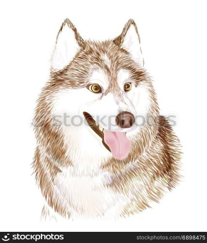 Portait of the Brown Adult Siberian Husky Dog Or Sibirsky Husky . Muzzle of friendly dog.Symbol of 2018 chinese new year