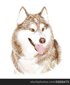 Portait of the Brown Adult Siberian Husky Dog Or Sibirsky Husky . Muzzle of friendly dog.Symbol of 2018 chinese new year