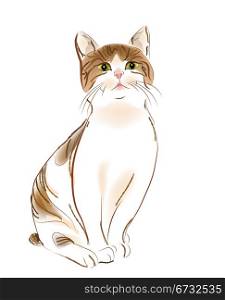 portrait of ginger tabby cat