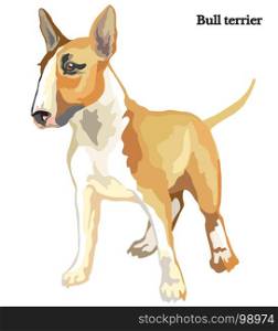 Portrait of standing Bull terrier, vector colorful illustration isolated on white background