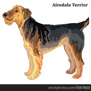Portrait of standing in profile Airedale Terrier dog, vector colorful illustration isolated on white background