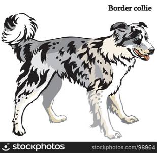 Portrait of standing in profile dog Border collie, vector colorful illustration isolated on white background