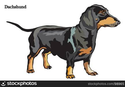 Portrait of standing in profile dog Dachshund, vector colorful illustration isolated on white background