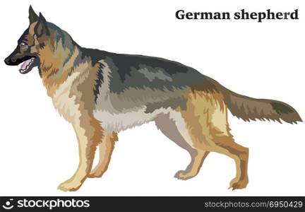 Portrait of standing in profile dog german shepherd, vector colorful illustration isolated on white background