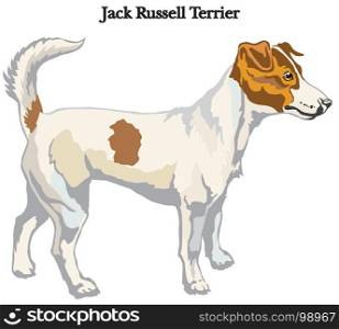 Portrait of standing in profile dog Jack Russell terrier vector colorful illustration isolated on white background