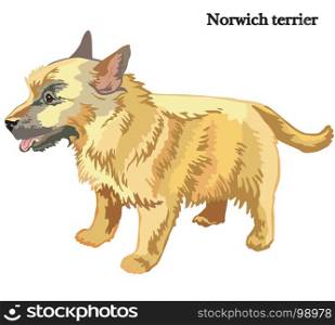 Portrait of standing in profile dog Norwich terrier, vector colorful illustration isolated on white background