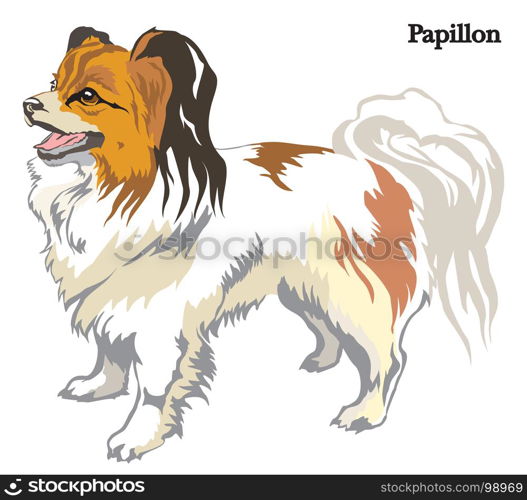 Portrait of standing in profile dog Papillon vector colorful illustration isolated on white background