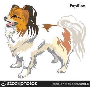 Portrait of standing in profile dog Papillon vector colorful illustration isolated on white background