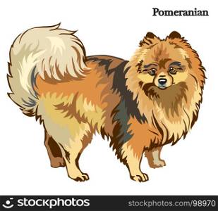Portrait of standing in profile dog Pomeranian, vector colorful illustration isolated on white background