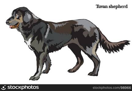 Portrait of standing in profile dog shepherd (Tuvan shepherd), vector colorful illustration isolated on white background