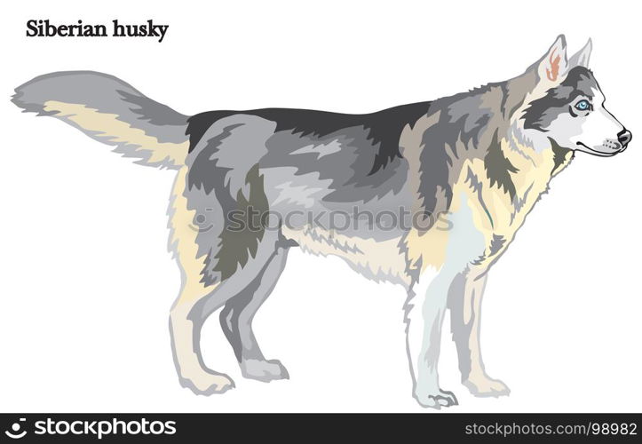 Portrait of standing in profile dog Siberian husky, vector colorful illustration isolated on white background