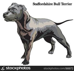 Portrait of standing in profile dog Staffordshire Bull Terrier vector colorful illustration isolated on white background