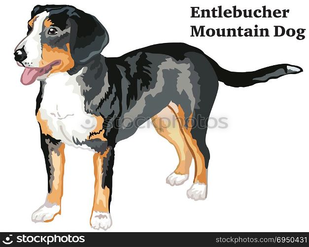Portrait of standing in profile Entlebucher Mountain Dog, vector colorful illustration isolated on white background