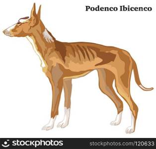 Portrait of standing in profile Podenco Ibicenco dog, vector colorful illustration isolated on white background