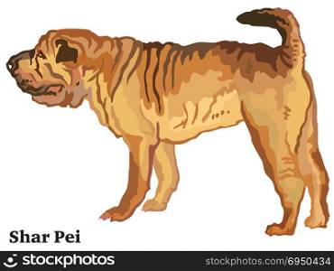 Portrait of standing in profile Shar Pei, vector colorful illustration isolated on white background
