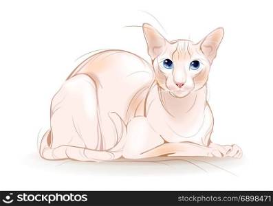portrait of the Canadian sphinx cat